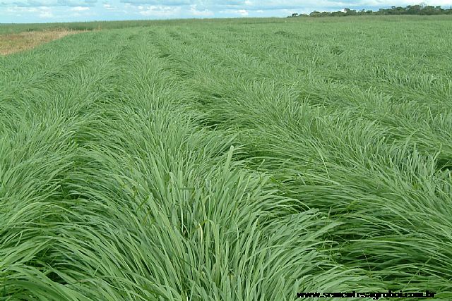 Panicum Maximum Massai